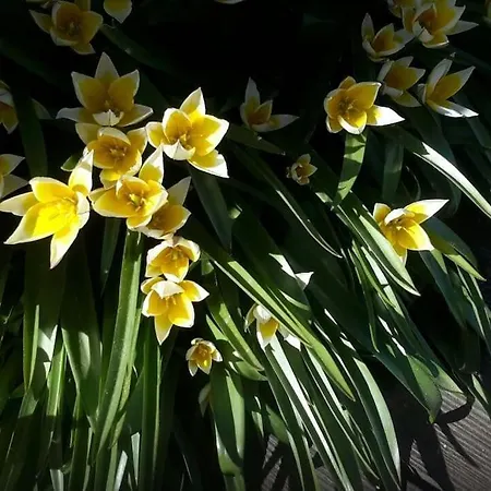 公寓 Fiesch-lax Minnig Moritz