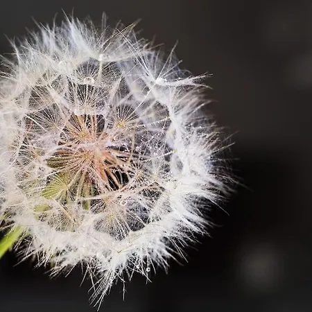 公寓 Fiesch-lax Minnig Moritz