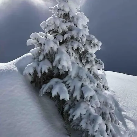 Fiesch-lax Minnig Moritz 公寓