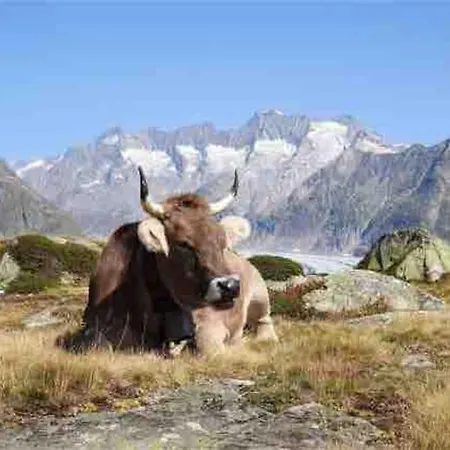 Fiesch-lax Minnig Moritz 公寓 拉克斯