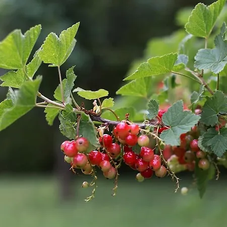 Apartamento Fiesch-lax Minnig Moritz Lax
