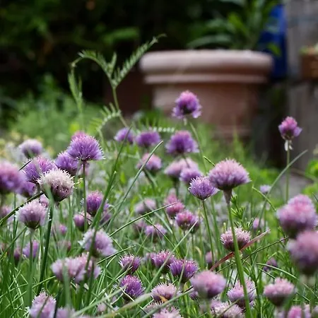 Fiesch-lax Minnig Moritz Lax